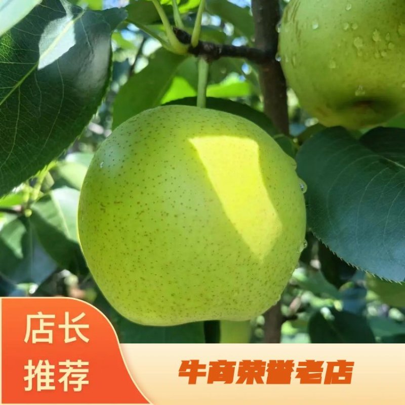 精品皇冠梨自家果园质量保证量大价优欢迎来电