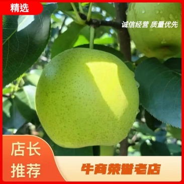 精品皇冠梨自家果园质量保证量大价优欢迎来电