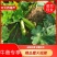 【推荐】河北露天现摘西葫芦，精品西葫芦，一手货，欢迎致电