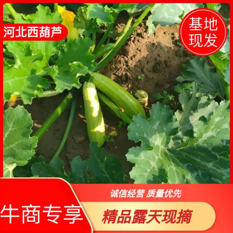 【推荐】河北露天现摘西葫芦，精品西葫芦，一手货，欢迎致电