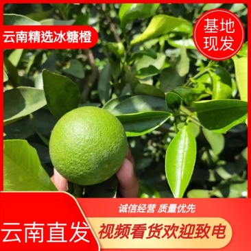 云南精品冰糖橙,24年新果现摘发货,保质保量量大可优惠