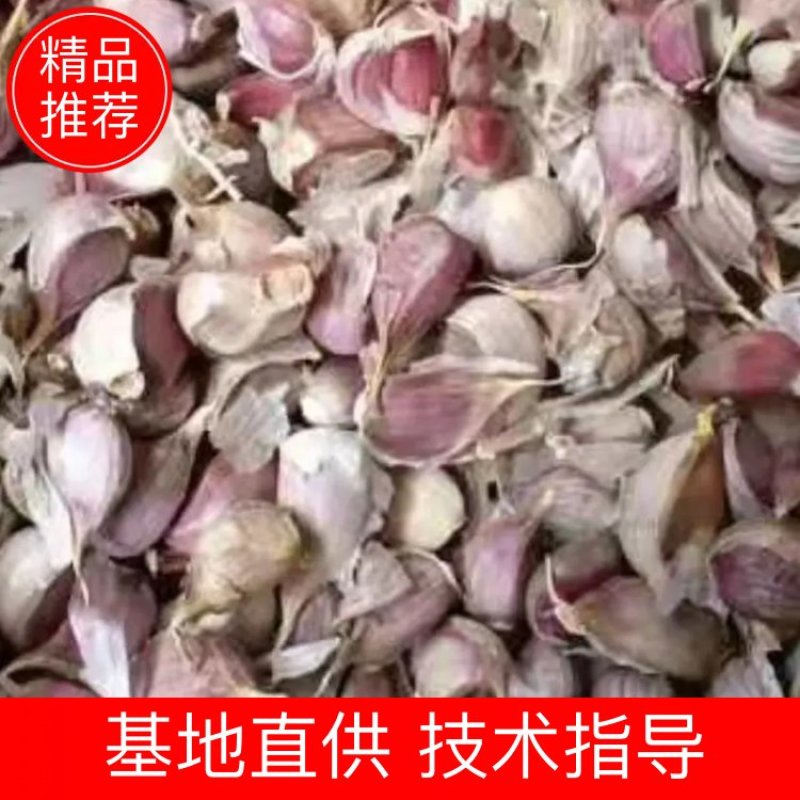 四川大蒜种子，规格齐全一手货源，欢迎来电咨询，