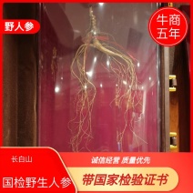 国检野山参，长白山野山参带国家检验证书，品类齐全