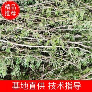 刺槐苗，杯苗，规格齐全，基地直发，现挖现发货源足欢迎咨询