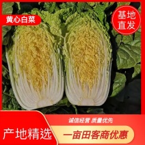 黄心白菜杠二没有病害虫眼高质量白菜，高矮正好欢迎咨询