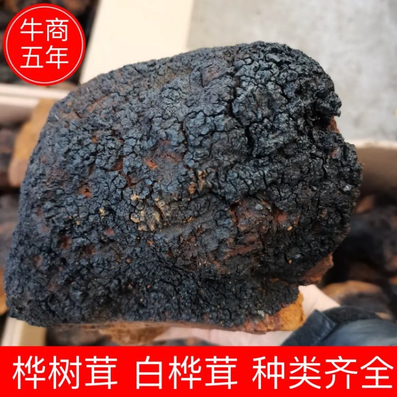 桦树茸，白桦茸，桦褐孔菌，品类齐全，诚信为本