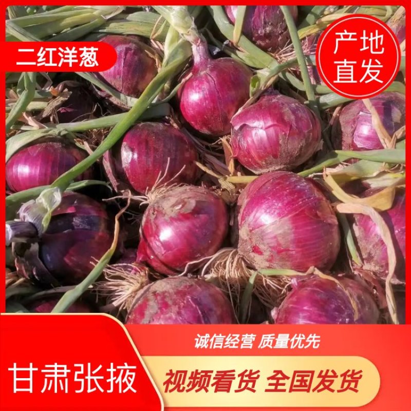 甘肃张掖秦红宝6号洋葱二红洋葱，一手货，保质保量量大便宜