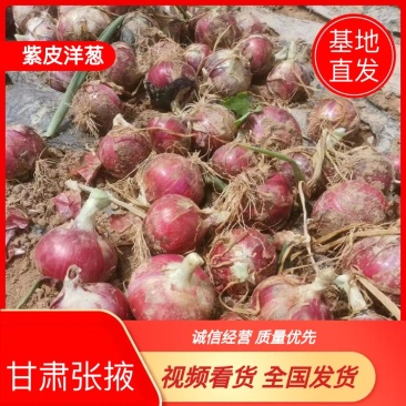 甘肃张掖红锦洋葱紫皮洋葱，一手货，保质保量量大优惠