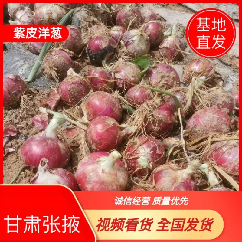 甘肃张掖红锦洋葱紫皮洋葱，一手货，保质保量量大优惠