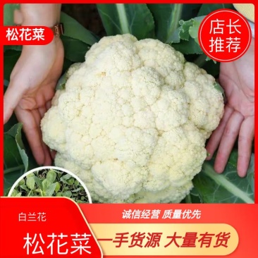白兰花松花产地直销量大物美价廉