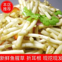 鱼腥草现挖新鲜折耳根节节根自家种植量大基地直发
