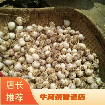 北镇独头蒜干品大量交易中，价钱上涨中。