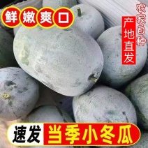 冬瓜河北白皮冬瓜小冬瓜量大质优产地直供保质保量