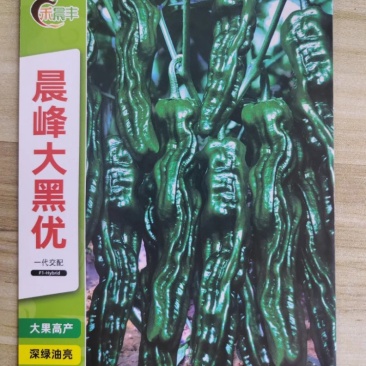 晨峰大黑优皮薄香辣味浓坐果能力强品质保证厂家发货