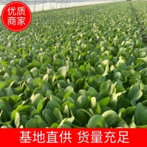 小油菜上海青基地供应量大质优价格优惠欢迎咨询采购