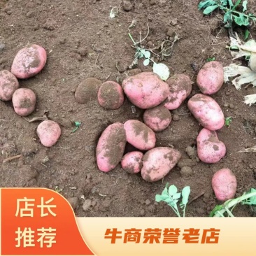 土豆，寻甸青薯九号，种植户直供，一手货源，欢迎致电联系。