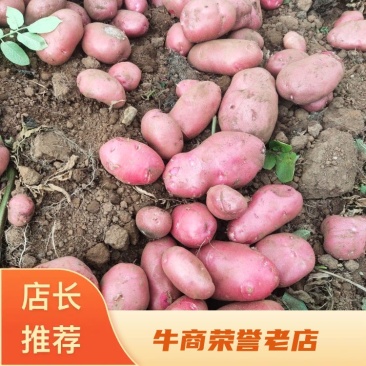 寻甸青薯九号土豆，一手货源，长期供应，欢迎致电联系。