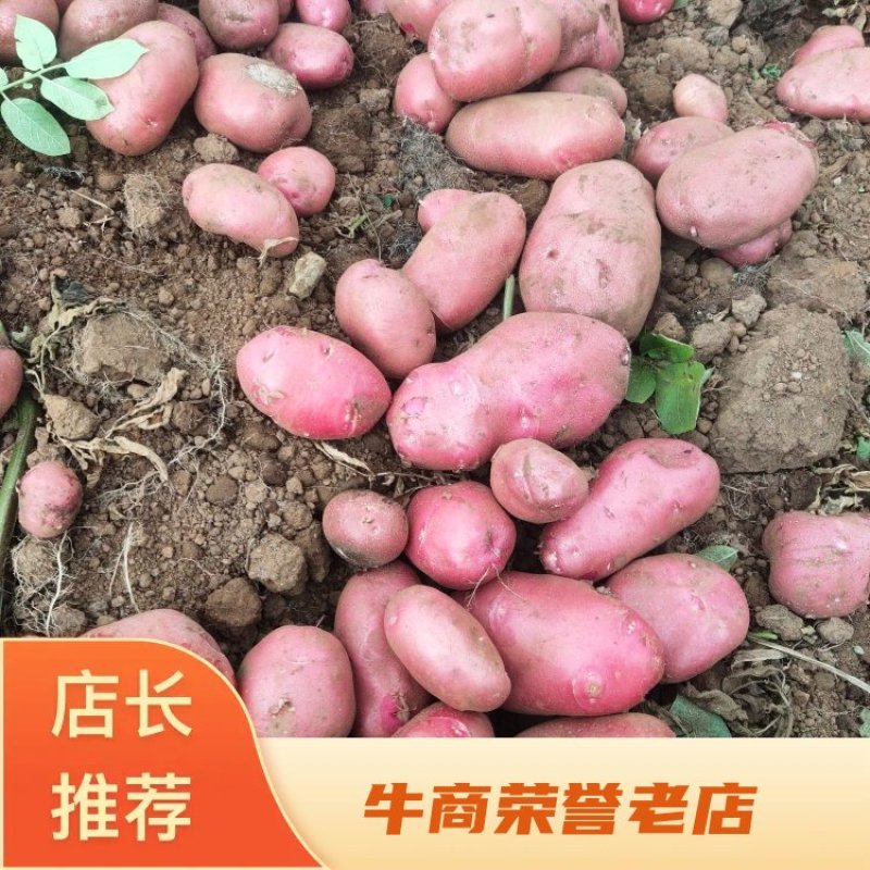 寻甸青薯九号土豆，一手货源，长期供应，欢迎致电联系。