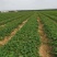 久香草莓苗现挖现卖基地直销脱毒草莓苗量大优惠