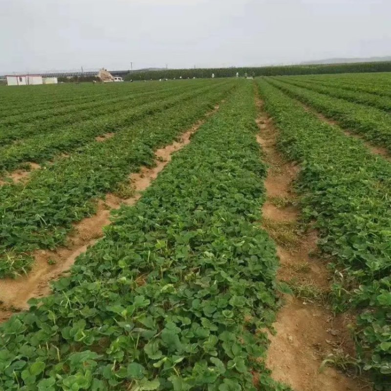 久香草莓苗现挖现卖基地直销脱毒草莓苗量大优惠
