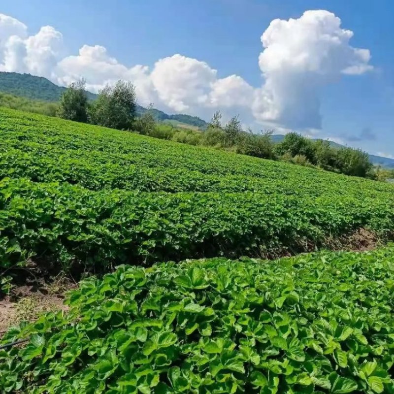 越秀草莓苗种植基地脱毒草莓苗现挖现卖量大优惠保品种