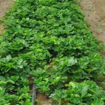 淡雪草莓苗种植基地现挖现卖脱毒指导技术服务品种全