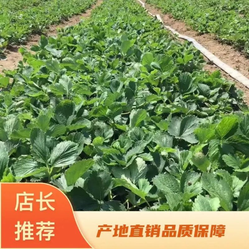 妙香七号草莓苗种植基地脱毒草莓苗根系发达现挖现卖保品种