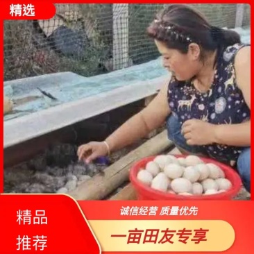 【农家养殖】营养丰富蛋黄坚韧有弹性一手货源不赚差价