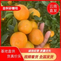 云南金秋沙糖桔，大量上市，产地一手货源，视频看货全国发货