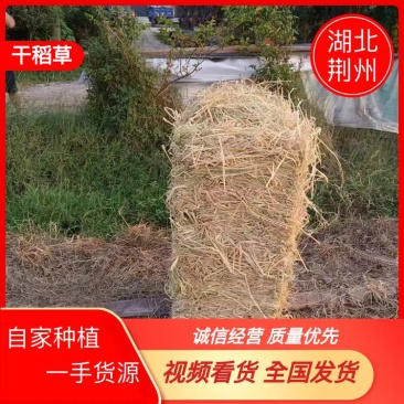 湖北荆州小方捆干稻草自产自销，自家种植销售，量大视频看货