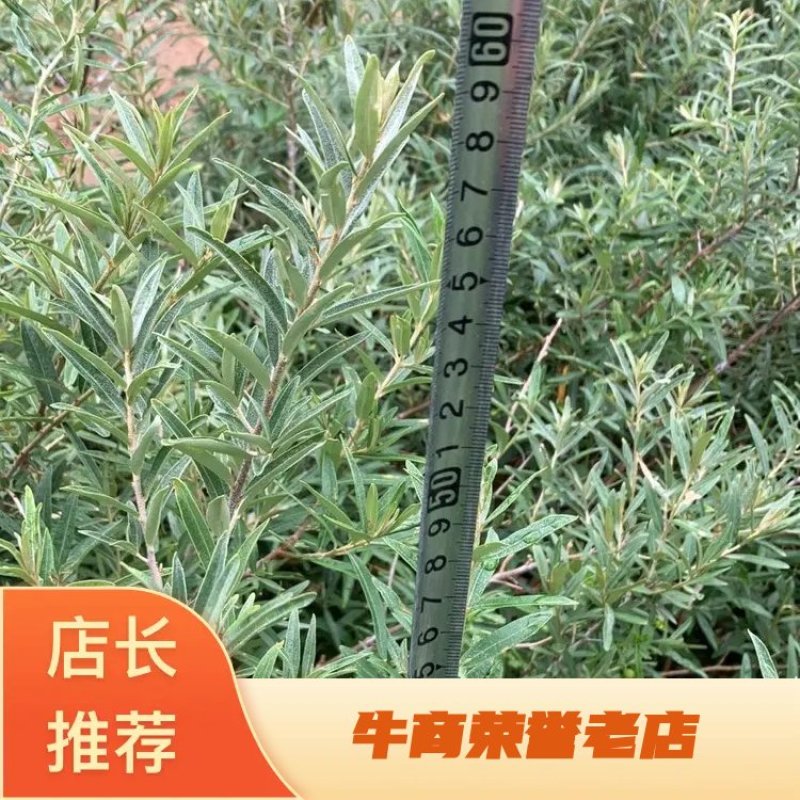 沙棘杯苗基地直发价格优惠成活率高品质保证欢迎来电
