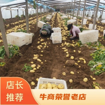 安丘担山大棚土豆拼车拼棚都可以，超市特价货源市场贩子货源