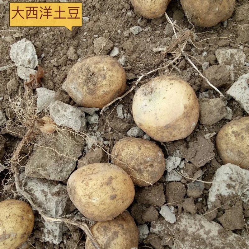 甘肃精品大西洋土豆一手货源诚信合作欢迎来电咨询