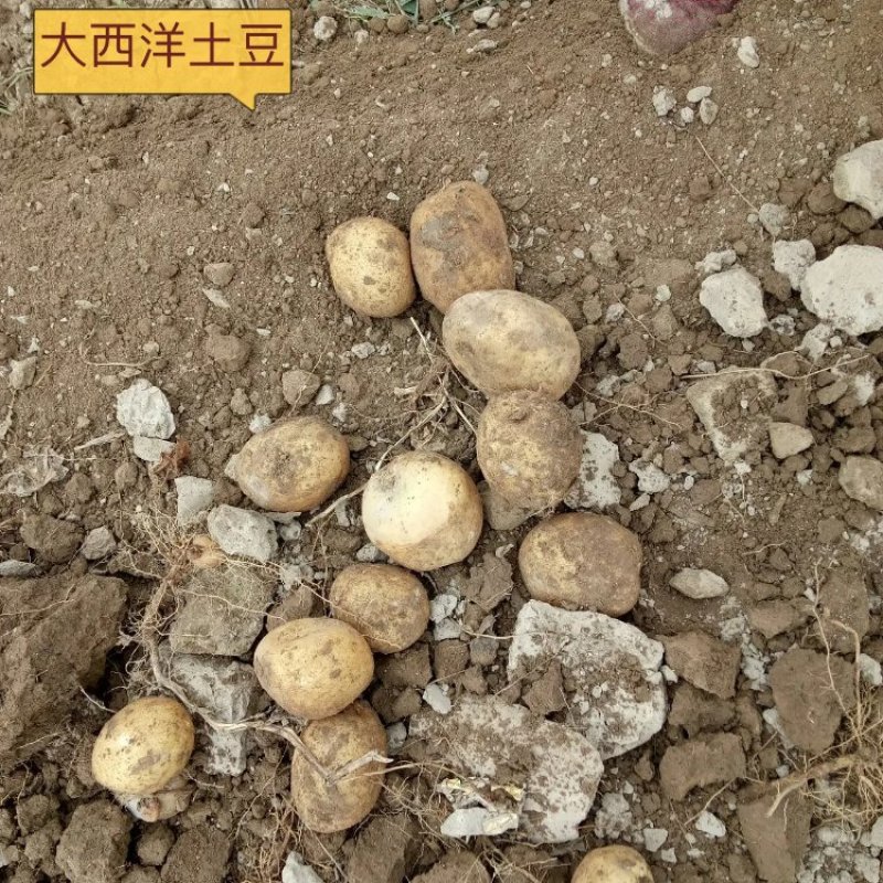 甘肃精品大西洋土豆一手货源诚信合作欢迎来电咨询
