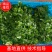 精品大叶香菜，一手货源，全国发货，价格便宜。
