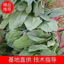 精品菠菜大叶波菜，无污染种植，货量大批发价量大从优