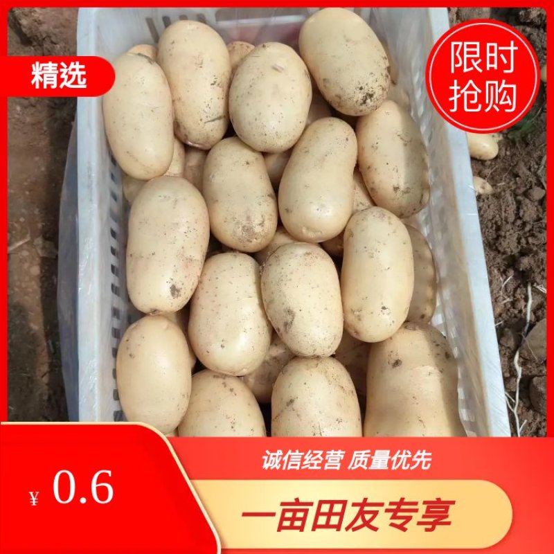山东肥城冷库存储新土豆2-5两手选精品货
