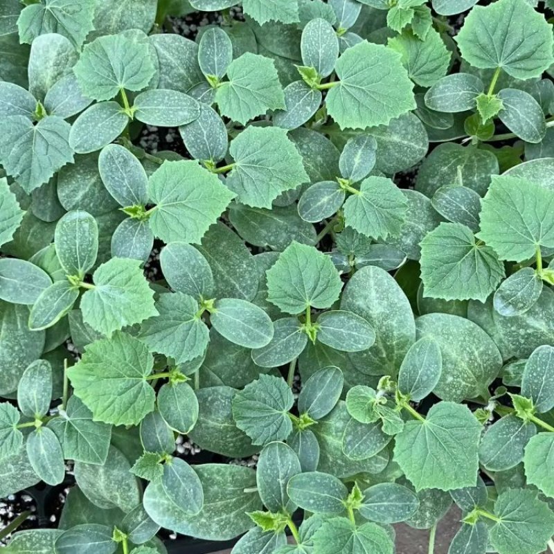 大黄瓜苗德瑞特803/德瑞特179