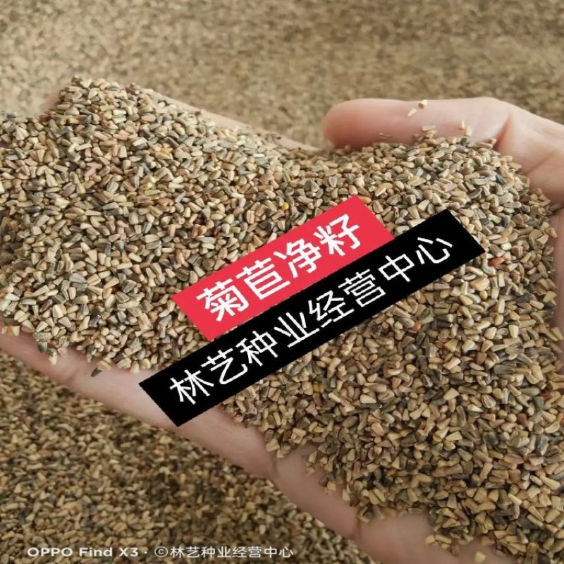 菊苣种子优质高产牧草多年生四季种植将军菊苣高产量