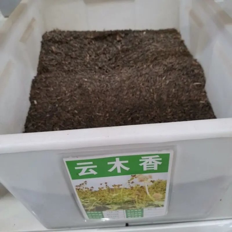 云木香种子籽苗种籽种孑庭院中药材种植木香国产夏季多年生