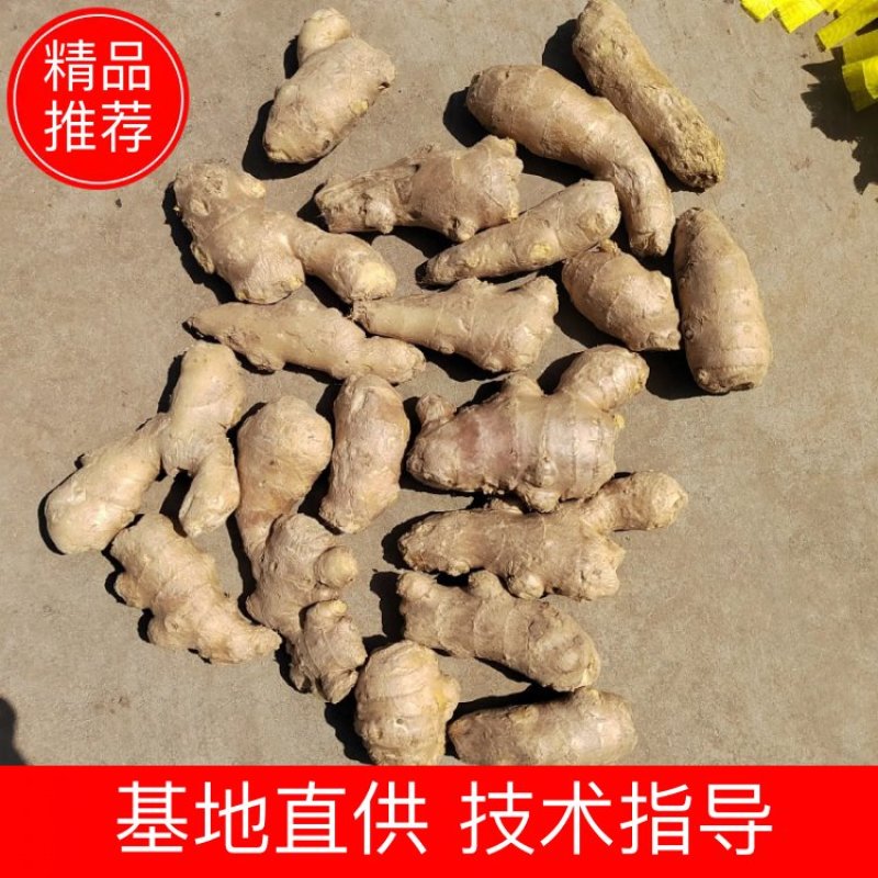 电商姜巴基地一手货源常年有货规格齐全量大从优