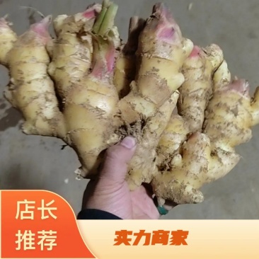山东产地红芽大黄姜新姜块头大质量好质量有保障