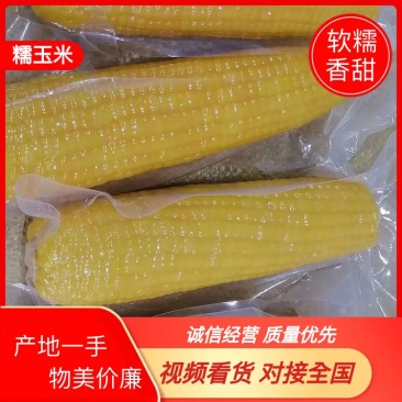 黑龙江精品糯玉米一手货源真空包装量大从优欢迎采购