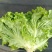 【大量批发】河北意大利生菜可发北京山东河南浙江江苏广西全