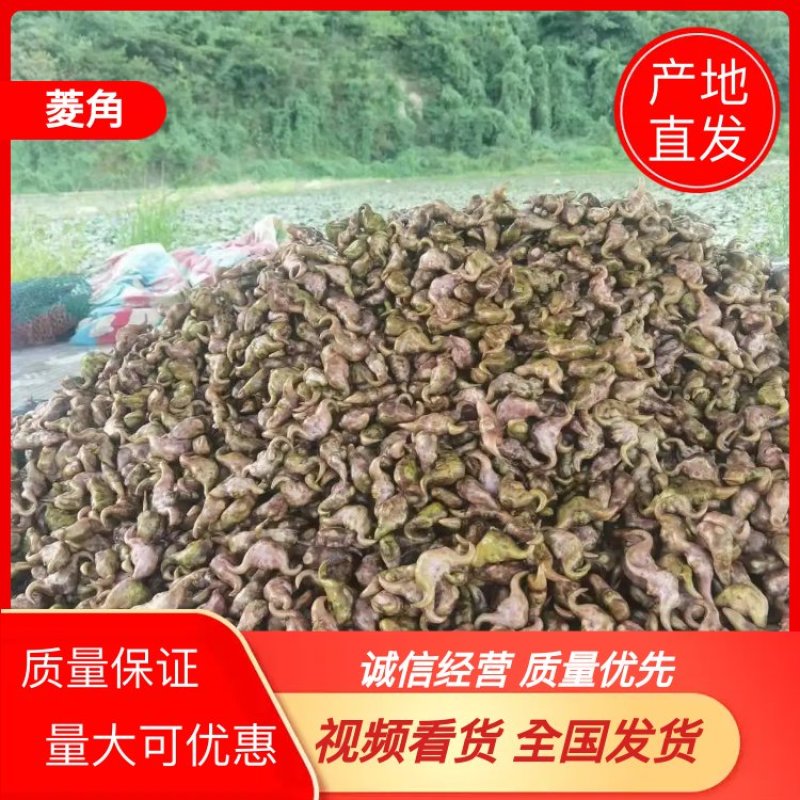 浙江台州山水老菱角新鲜香甜粉糯现摘现发