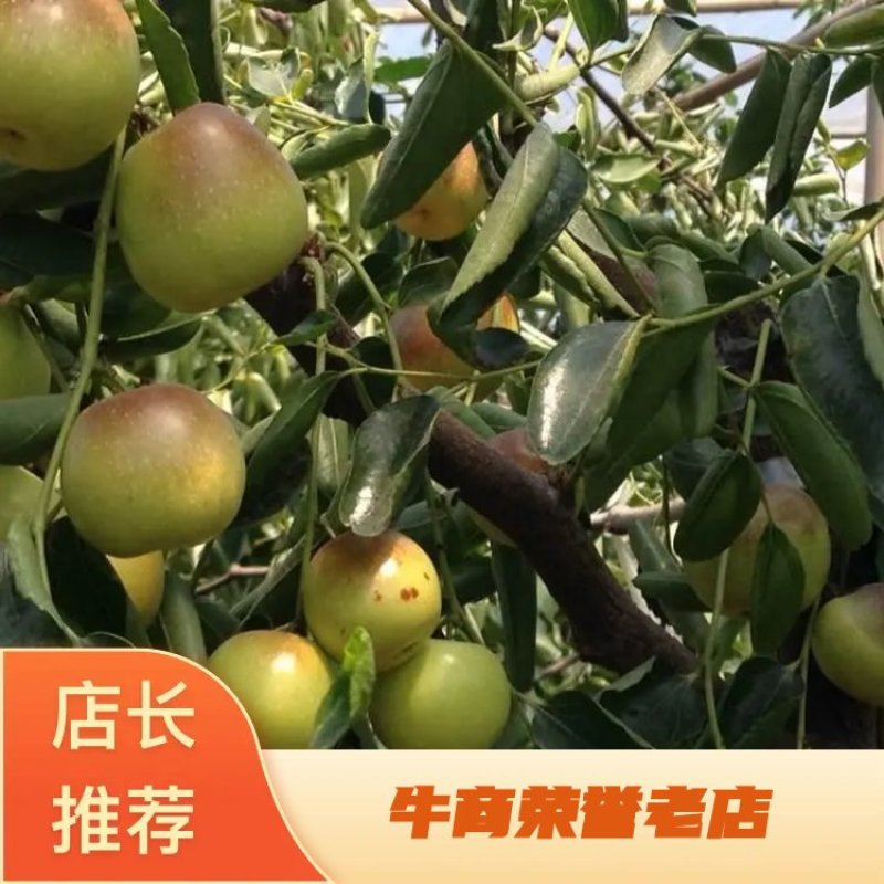 山西庙上冬枣大量上市，产地直供，专业代办