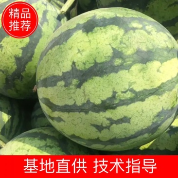 精品美都西瓜产地直发一手货源全国供应可视频看货