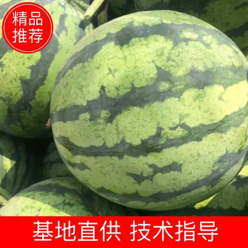 精品美都西瓜产地直发一手货源全国供应可视频看货