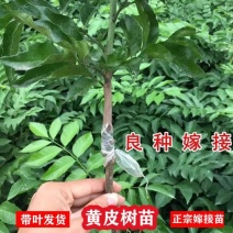 广西黄皮果嫁接纯甜品超大南北方种植鸡心无核黄皮黑黄皮庭院