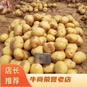 [v7土豆]土豆马铃薯原产地土豆对接商超市场电商